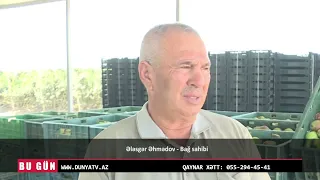 Saatlıda ilk superintensiv armud baği