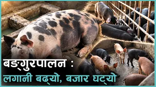 किन घट्यो Pork को बजार ? | Kantipur Samachar