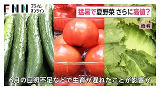 猛暑で来月再び夏野菜高騰の可能性　店頭での平均小売価格キュウリ36％高、トマト23％高、レタス11％高（2026年07月28日）
