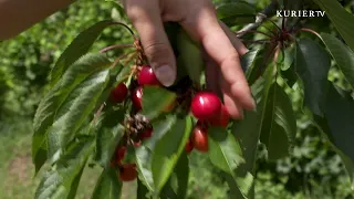 Cherries are for more than just jam – these specialties are surprising