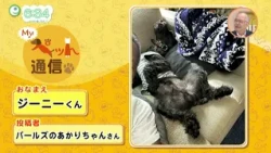 [#122] Introducing Your Cute Pets! "My Pet Report"