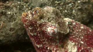 PV1 00098 029 fnh blue world S05 E02