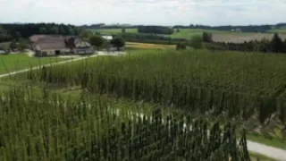 09/04/26_BarnWhispers_Hops
