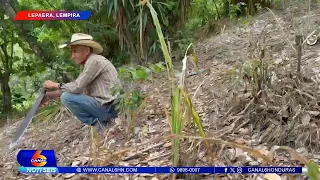 Productores reportan perdida de milpas y frijolares por la sequía