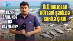 TƏCİLİ! Xəzərdə balıqlar kütləvi şəkildə tələf oldu: çoxlu sayda ölü balıq sahilə çıxdı