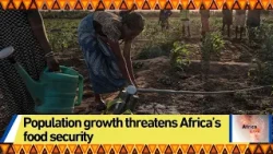 Population growth threatens Africa’s food security