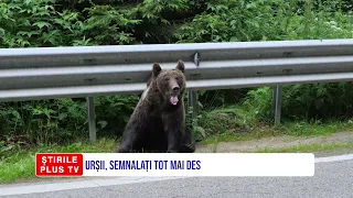URȘII, SEMNALAȚI TOT MAI DES