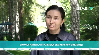 Биологиялық орталыққа екі кенгуру әкелінді