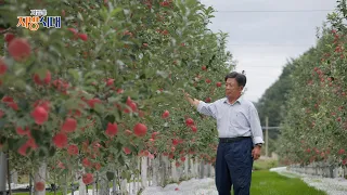 가을을 담은 평창 사과, 산양삼 / 지금은 지방시대 / G1방송 / 2600916