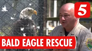 Radnor Lake State Park to Welcome Rescued Injured Bald Eagle