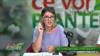 Cristina Ghibu and Horia Ghibu: Recommended Treatments for Bell Peppers