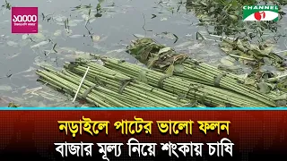 Good Jute Harvest in Narail, Farmers Worried About Market Prices