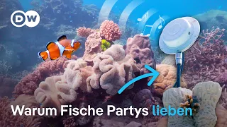 Wie Kunst Korallenriffen hilft, sich an immer wärmere Ozeane anzupassen