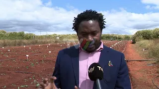 Cabbage farming: Researcher studies increased productivity in Lichinga
