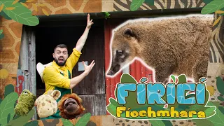 Fíricí Fíochmhara | An Cótamúndaí | Amhrán 🎶