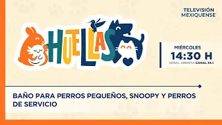 Bathing Small Dogs, Snoopy and Service Dogs | Huellas | 07/29/2026