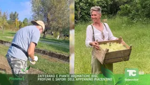 Pianeta Verde: zafferano e piante aromatiche bio, profumi e sapori dell'appennino piacentino