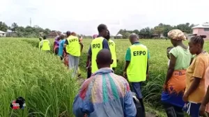 LNTV Report on the Ministry of Agriculture Emergency Rice Production Offensive(ERPO) project