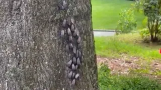 Connecticut in midst of busiest period for wasps, spotted lanternflies, other pests