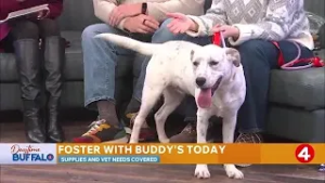 Daytime Buffalo: Foster with Buddy's today! | Sponsored by Earthwise Pet Hamburg
