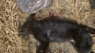 Ko je pucao na psa u ataru između Vojke i Nove Pazove?