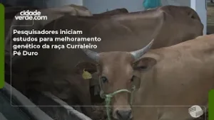 Pesquisadores iniciam estudos para melhoramento genético da raça Curraleiro Pé Duro
