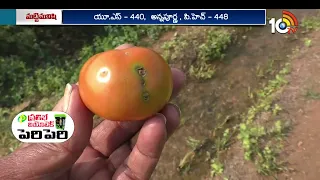 Tomato Farming Tips | టమాట సాగుచేసే రైతులు... తీసుకోవాల్సిన జాగ్రత్తలు | 10TV News