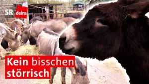 Eselhof in Heusweiler: Geduldige & liebevolle Tiere