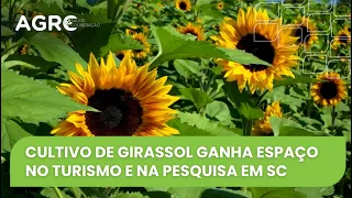 Agro Saúde de Cooperação - Cultivo de Girassol