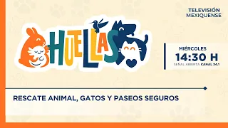 Animal rescue, cats, and safe walks | Huellas | 07/22/2026