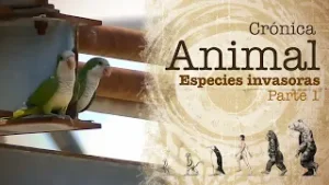 Crónica animal | Ep 7: Especies invasoras. Parte uno
