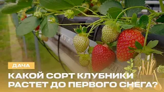 🍓How to grow strawberries until the first snow? How to keep Napa cabbage from bolting? | Country ...