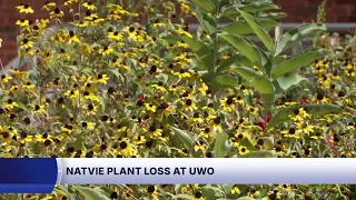 UW-Oshkosh native plant removal sparks biodiversity debate
