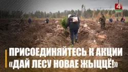 С 17 по 24 октября белорусы выйдут сажать лес! Как присоединиться к акции?