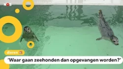 Pieterburen Seal Centre faces financial trouble and must close