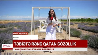 Naxçıvanda təbiətə rəng qatan lavanda çiçəkləri