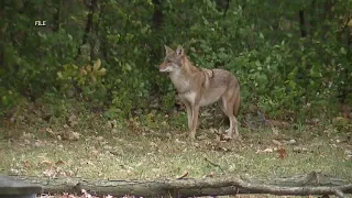 Coyote pup season is here: How to keep your pets safe this summer