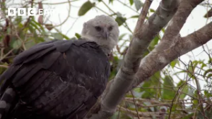 The Most Powerful Eagle in the World | BBC Earth