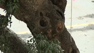 Civitavecchia, sit-in del "Comitato Salviamo gli Alberi" in piazza Regina Margherita
