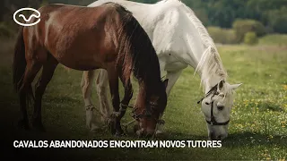 Abandoned horses find new owners
