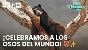 Celebrando a los osos del mundo en el Parque de las Leyendas | “Más conectados”