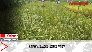El Nino Does Not Disrupt Food Production, South Sumatra's Rice Stocks Remain Secure