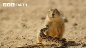Wild Mexico | Journey Through Mexico’s Most Incredible Wildlife Encounters | BBC Earth