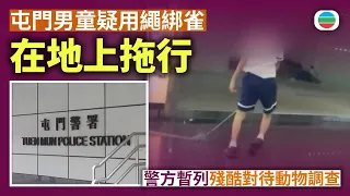 屯門男童疑用繩綁雀在地上拖行　警方暫列殘酷對待動物調查｜香港新聞｜無綫新聞｜TVB News｜2026/10/02