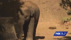 Baby elephant Jet gets life-saving vaccine at Saint Louis Zoo