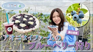 Ibaraki Favorites: Blueberry Picking at Aonisai Farm (Tsukuba City) [Starring: Yui Yokoyama]