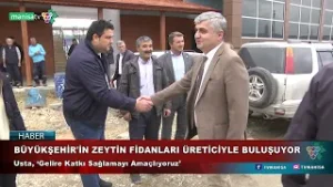 BÜYÜKŞEHİR'İN ZEYTİN FİDANLARI ÜRETİCİYLE BULUŞUYOR