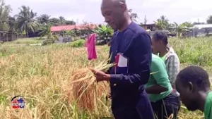 LNTV/DAMAWA FOFANA REPORT ON LOWLAND RICE