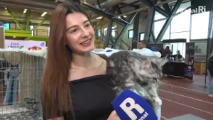 Domaće i svjetske pasmine mačaka okupljene na izložbi – glavna atrakcija prvi mačak Rijeke, Miško