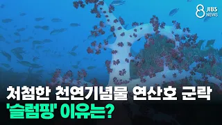 처첨한 천연기념물 연산호 군락...'슬럼핑' 이유는?/JIBS/제주/2026.06.30